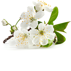 Cherry Blossom Herbasol® Extract Glycerine SB